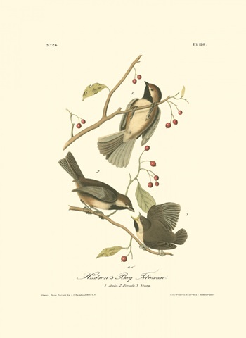 Hudson's Bay Titmouse