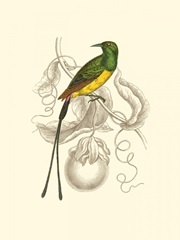 Jardine Hummingbird I