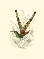 Jardine Hummingbird II
