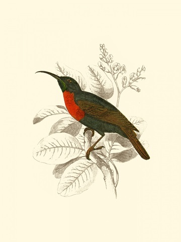 Jardine Hummingbird III
