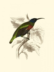 Jardine Hummingbird IV