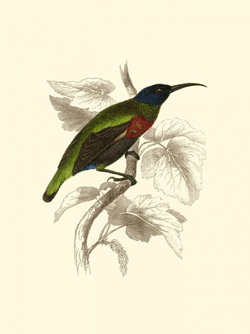 Jardine Hummingbird IV