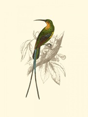 Jardine Hummingbird V