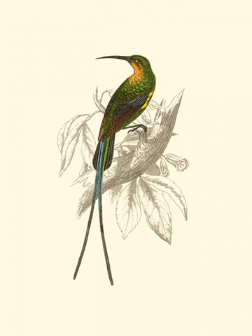 Jardine Hummingbird V