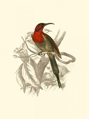 Jardine Hummingbird VI