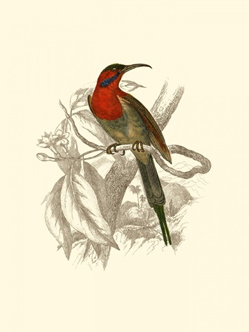 Jardine Hummingbird VI