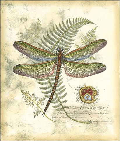 Mini Regal Dragonfly I