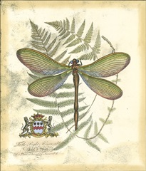 Mini Regal Dragonfly II