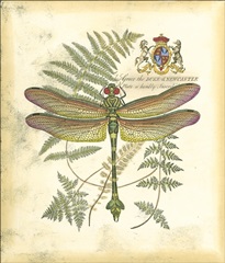 Mini Regal Dragonfly III