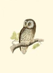 Morris Tengmalm's Owl