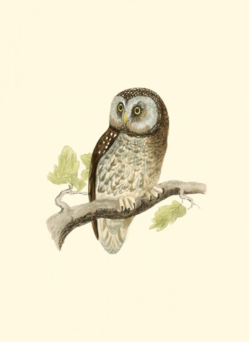 Morris Tengmalm's Owl