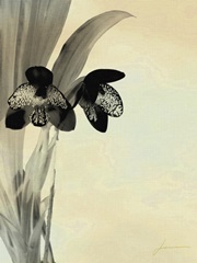 Orchid Blush Panels I