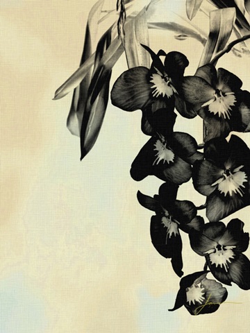 Orchid Blush Panels II