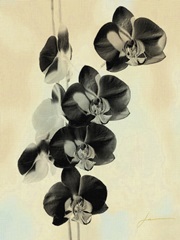 Orchid Blush Panels III