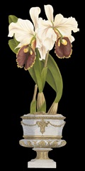 Orchids in Silver I