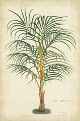 Palm of the Tropics III