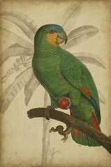 Parrot and Palm I