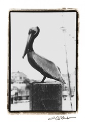 Pelican Perch
