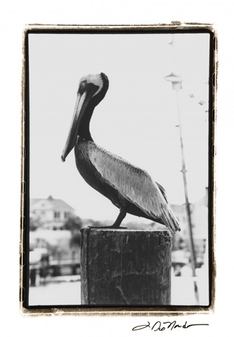 Pelican Perch