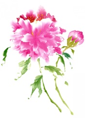 Peonies in Pink I