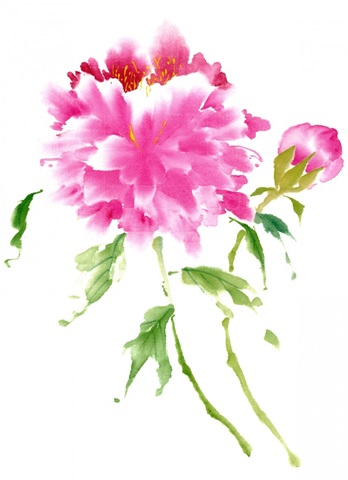 Peonies in Pink I