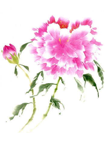 Peonies in Pink II
