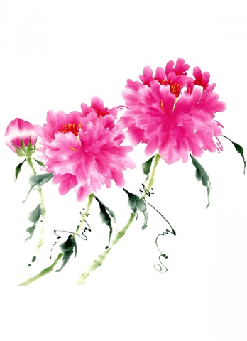 Peonies in Pink III