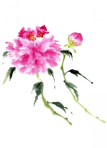 Peonies in Pink IV