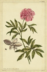 Peony, Pl. CXCIX