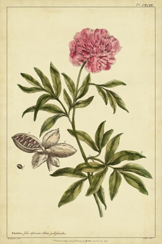 Peony, Pl. CXCIX