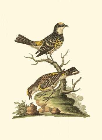 Petite Bird Study III