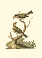 Petite Bird Study IV