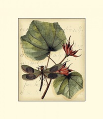 Petite Dragonflies I