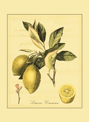 Petite Tuscan Fruits II