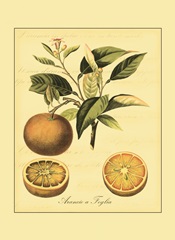 Petite Tuscan Fruits III
