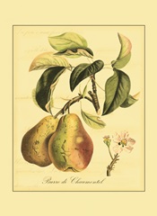 Petite Tuscan Fruits IV