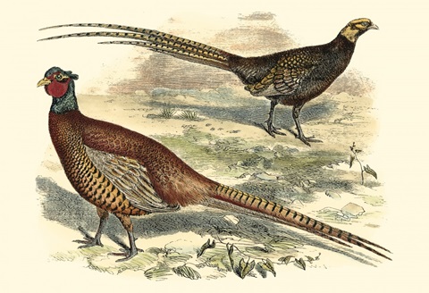 Pheasant Varieties V