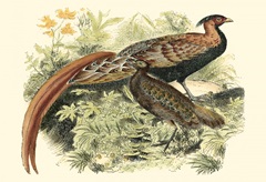 Pheasant Varieties VIII
