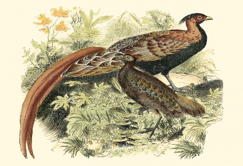 Pheasant Varieties VIII