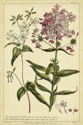 Phlox, Pl. CCV