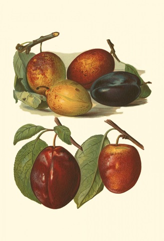 Plum Varieties I