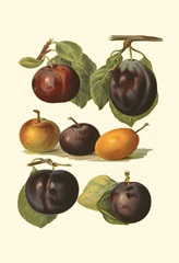 Plum Varieties II