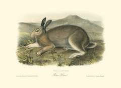Polar Hare