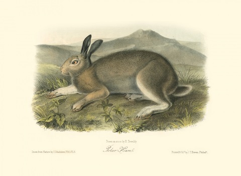 Polar Hare