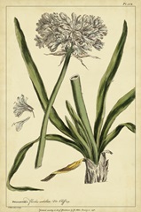 Polianthes, Pl. CCX