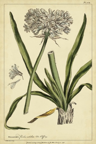 Polianthes, Pl. CCX