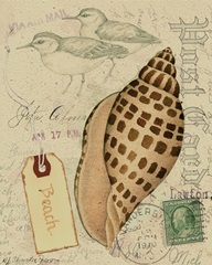 Postcard Shells I