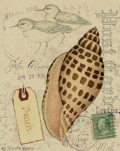 Postcard Shells I