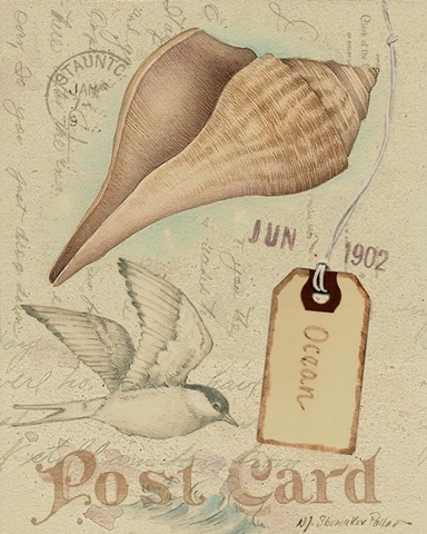 Postcard Shells IV