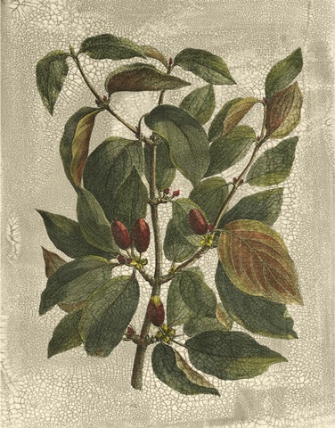 Printed Deshayes Trees II